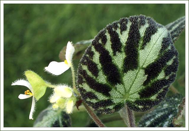B. ‘Silver Emblem’